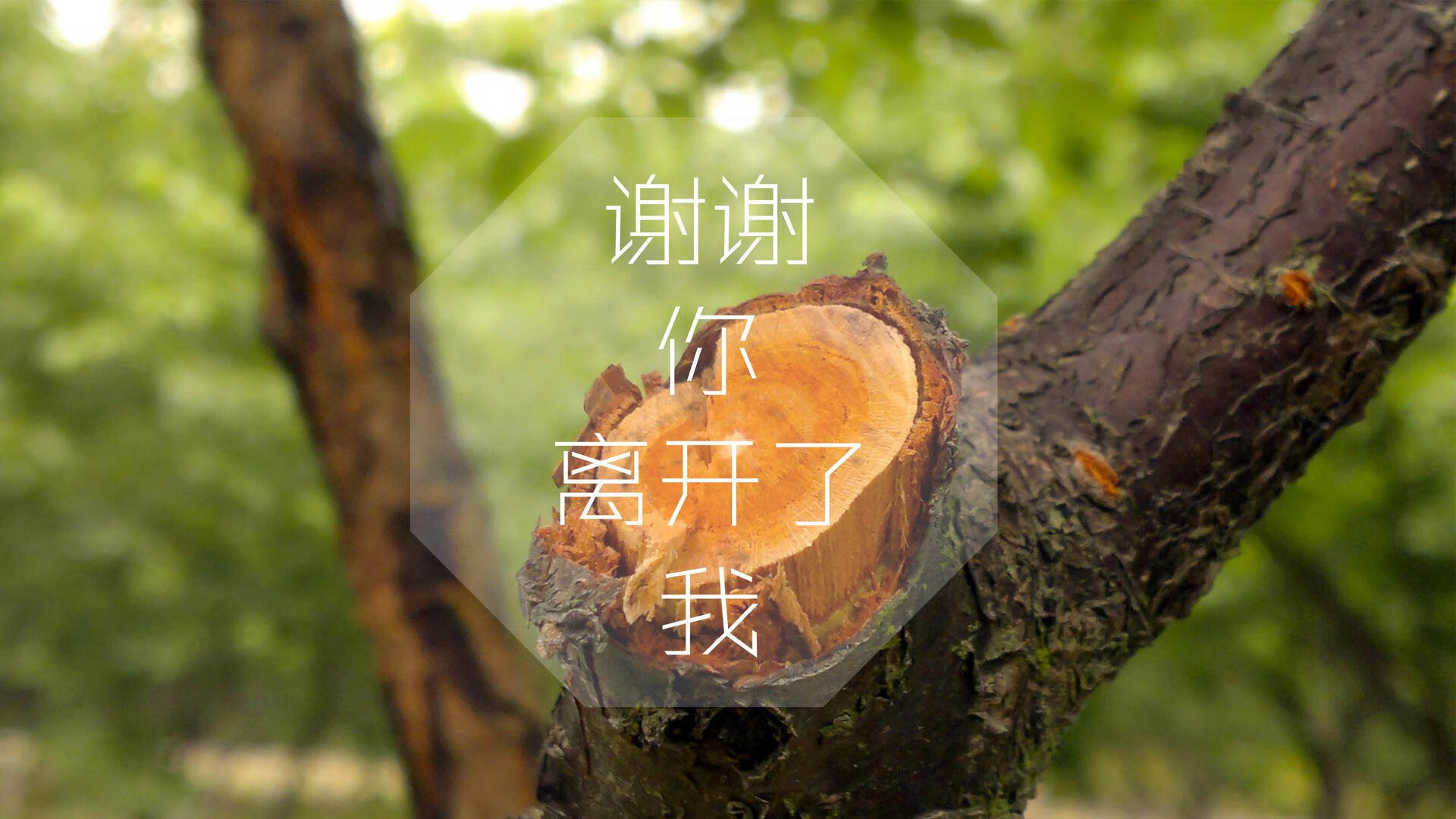 塞内加尔男足在巴黎奥运会上表现出色，赢得银牌，塞内加尔足协